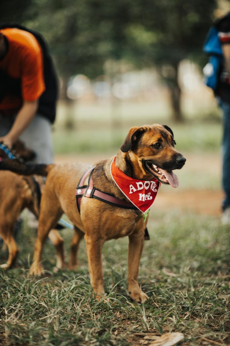 Friendly dog with adoption bandana standing in park, ideal for pet adoption themes.
